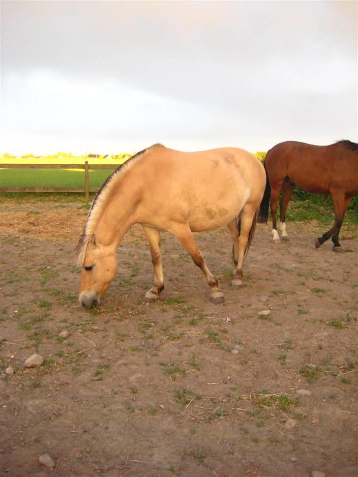 Fjordhest S.F. Mizty Halsnæs *SOLGT - Igen på fold <33 * grunden til hendes størrelse ( maven ) er pga. at hun var gravid/ høj gravid, vi vidste det ikke da vi købte hende* billede 20