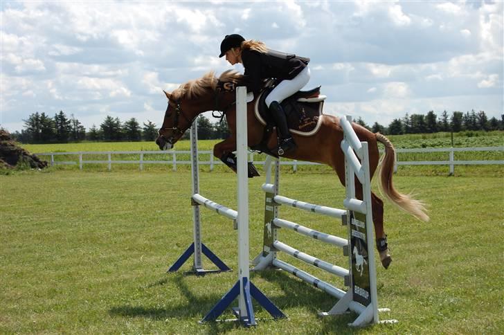 New Forest Pegasus af Bråskovgård - La i Tobøl, Foto: Malene Lykke Hansen. Hvis vi kommer for tæt på, springer hun bare lidt højere (: billede 8