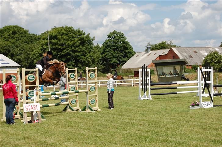 New Forest Pegasus af Bråskovgård - Mb i Tobøl, Foto: Malene Lykke Hansen billede 10