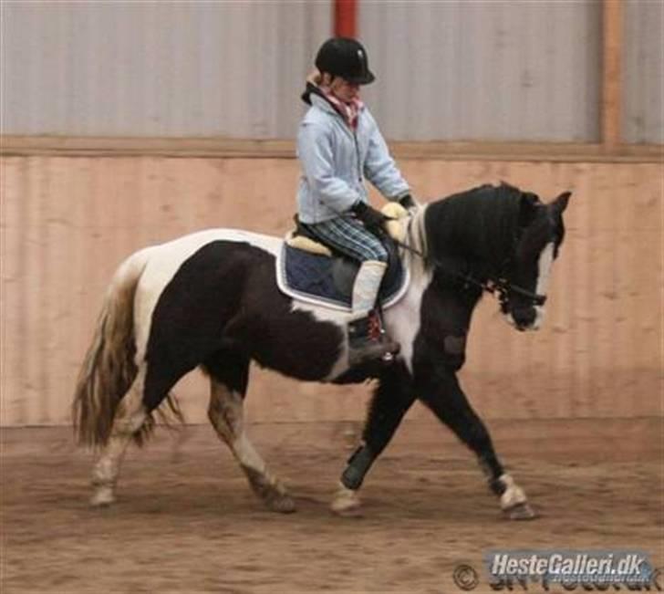 Anden særlig race Jessie *Solgt* - Februar´09 , Taget af Sascha , tak (:  billede 2
