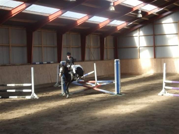 Anden særlig race Jessie *Solgt* - Stævne, Lb (80 cm) billede 5
