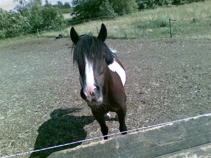 Anden særlig race Jessie *Solgt* billede 7