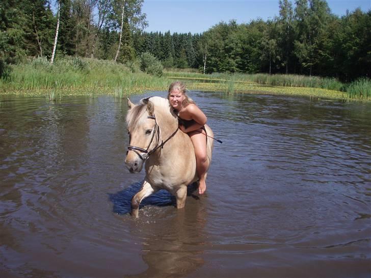 Fjordhest Grisling - Min gyldne.. <3 billede 1