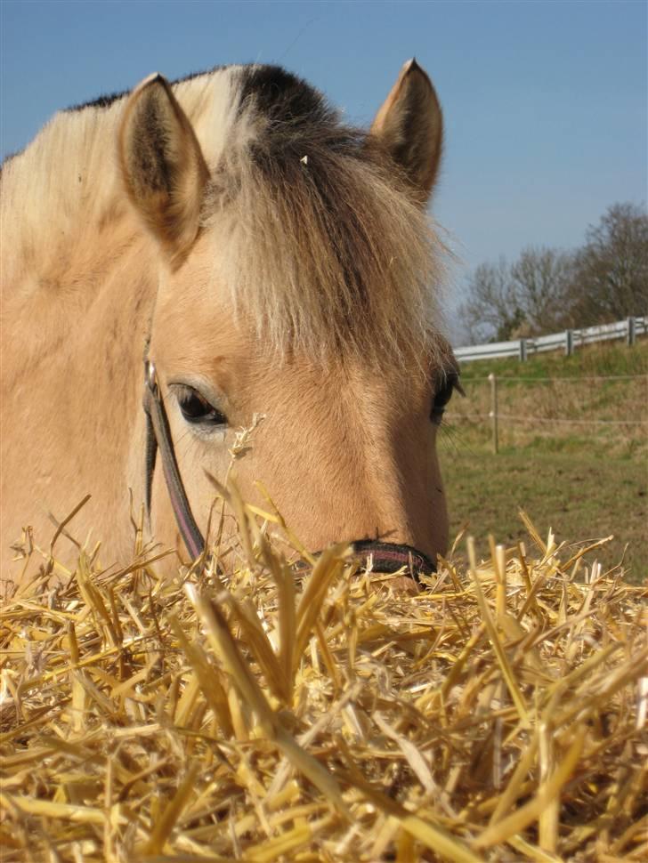 Fjordhest Grisling billede 2