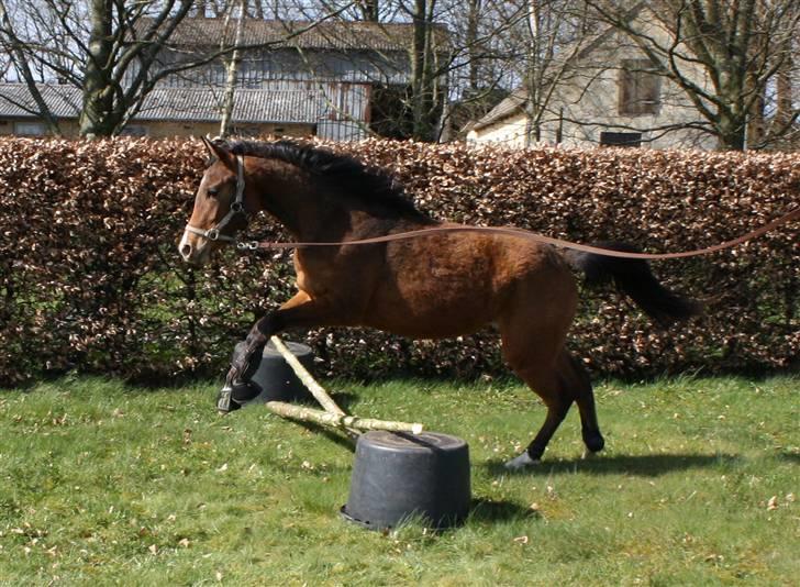 DSP Møgelholtgårds Kiss Me B-PONY - Første gang hun løsspringer.. Hun var så dygtig, er sikker på hun nok skal blive til et eller andet.. billede 9