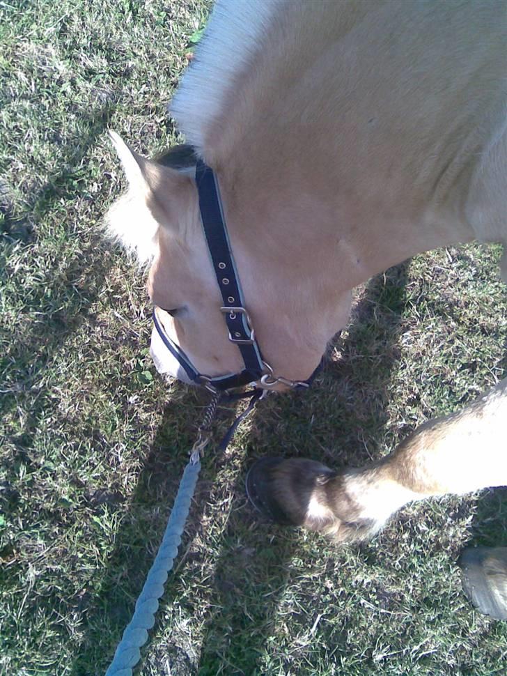 Fjordhest Grisling billede 4