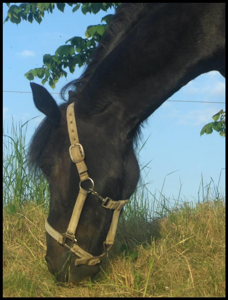 Pinto Nikita - Nahms det smager bare så godt ! billede 2