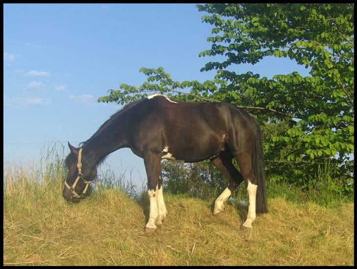 Pinto Nikita - På Gammeltofte billede 3