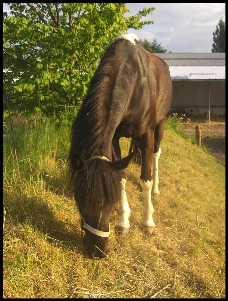 Pinto Nikita - På Gammeltofte billede 4