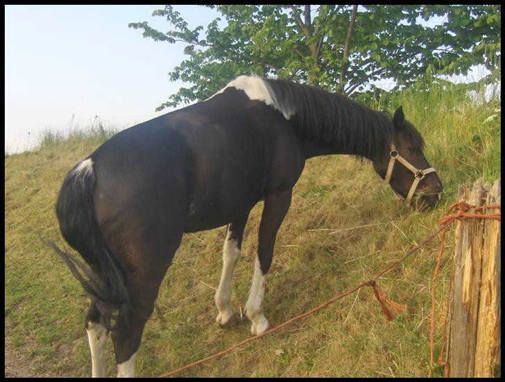 Pinto Nikita - På Gammeltofte billede 5