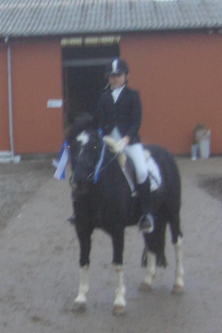 Pinto Nikita - nr. 2 til klubmesterskabet i Solr. billede 6