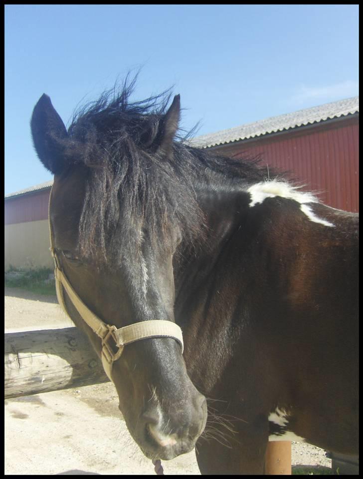 Pinto Nikita - Nikita i Frederikssund billede 7