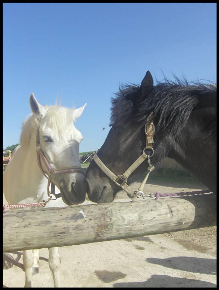 Pinto Nikita - Nikita og ponyveninden Betoni billede 8