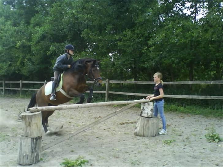 New Forest Firfod frisind - "Spring" 21. juni billede 8