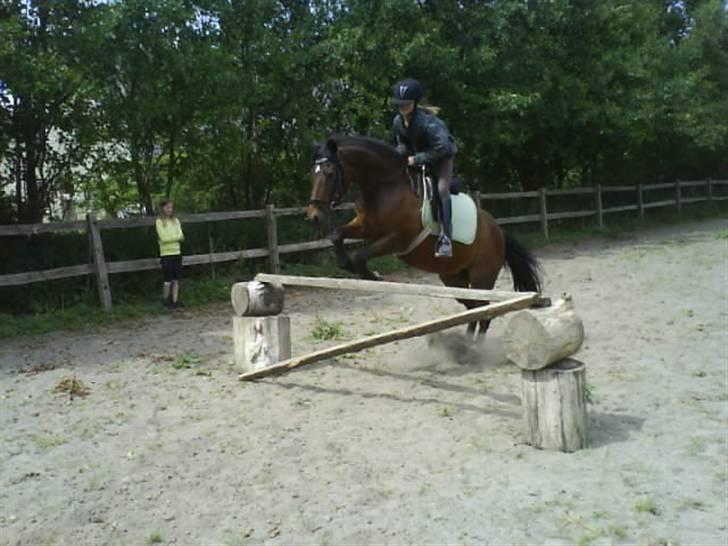 New Forest Firfod frisind billede 9