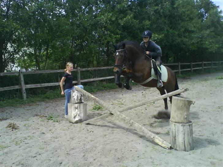 New Forest Firfod frisind billede 10