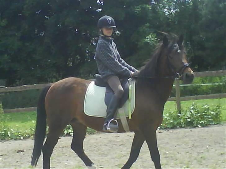 New Forest Firfod frisind billede 11