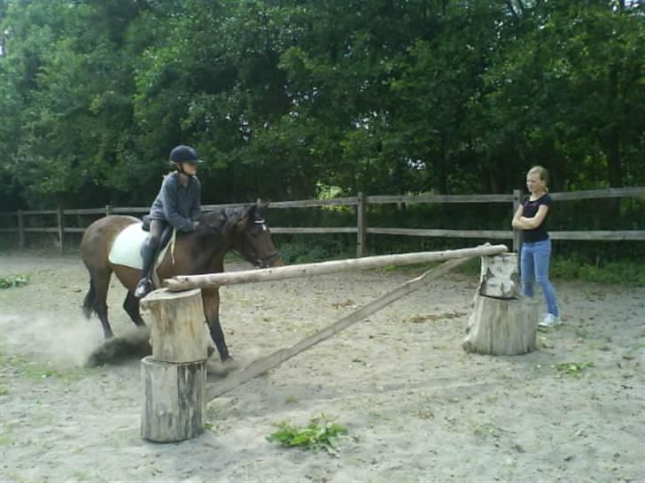 New Forest Firfod frisind - Du får mig IKKE over det der spring !! billede 12