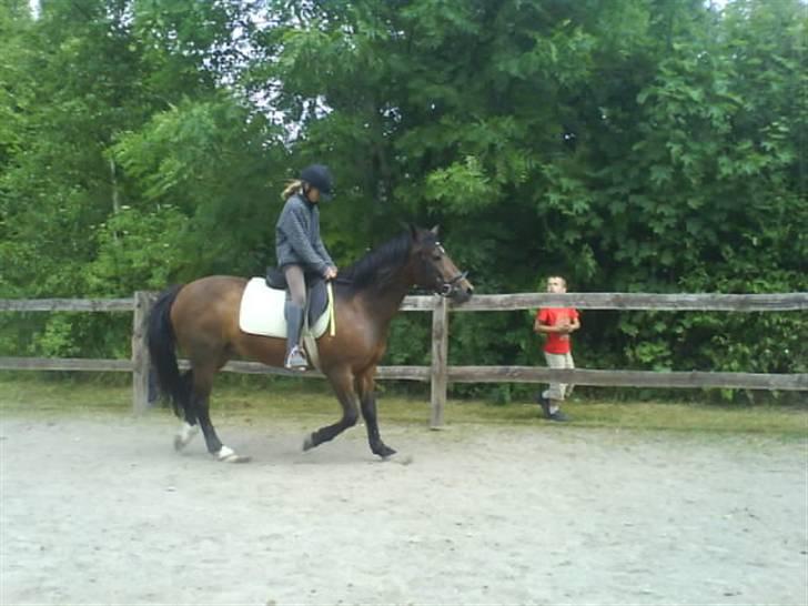 New Forest Firfod frisind billede 13