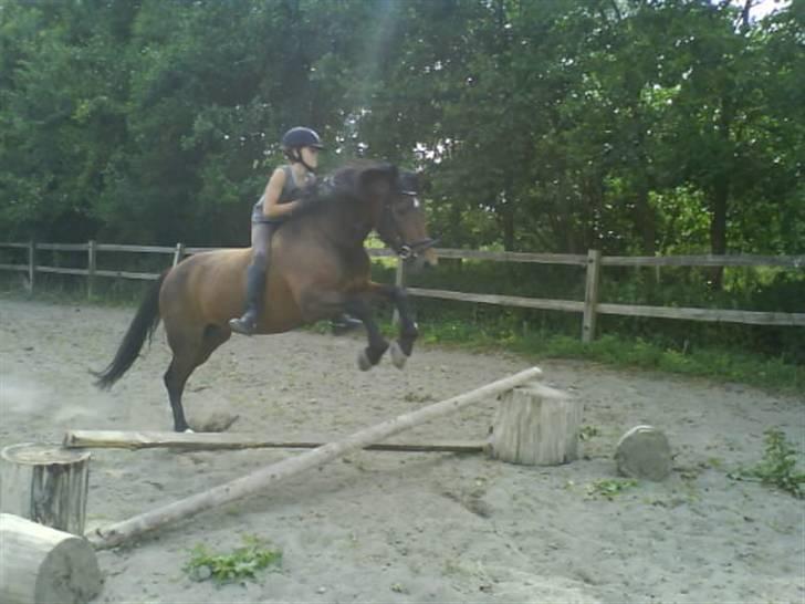 New Forest Firfod frisind billede 14