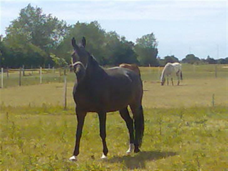 Hollandsk Varmblod Rastrona<3 Himmelhest billede 8