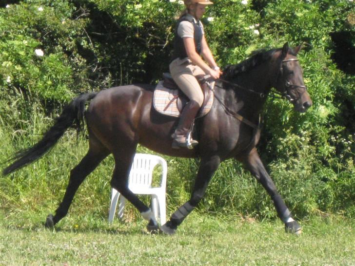 Hollandsk Varmblod Rastrona<3 Himmelhest billede 9