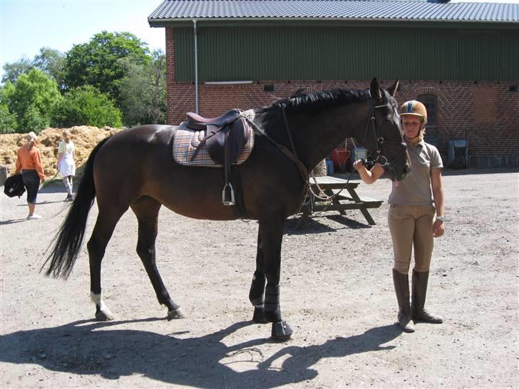 Hollandsk Varmblod Rastrona<3 Himmelhest billede 10