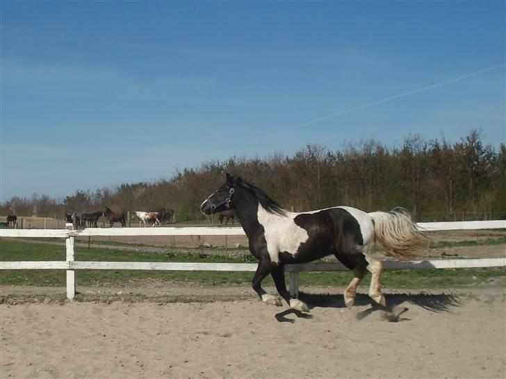 Anden særlig race Jessie *Solgt* - Jessie nyder at være løs ;D Læg mærke til halen q; <3 billede 10
