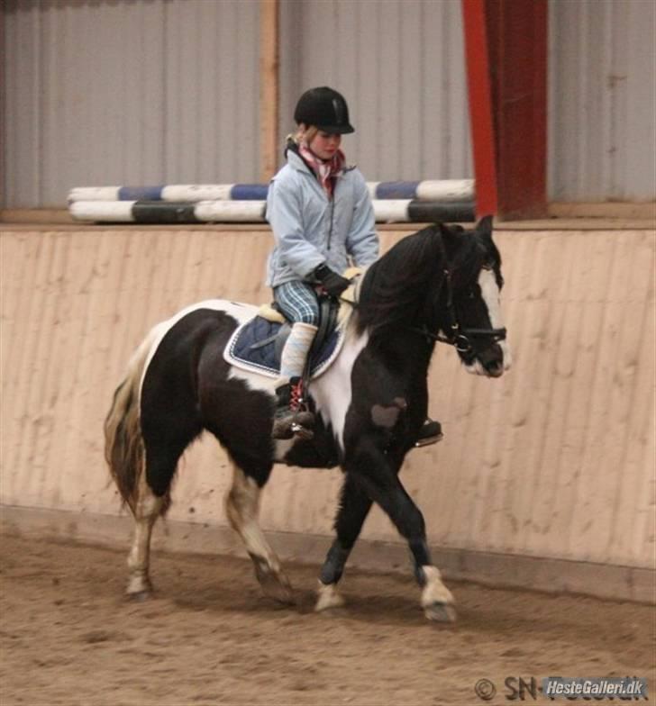 Anden særlig race Jessie *Solgt* - Februar´09 , Taget af Sascha , tak (:  billede 11