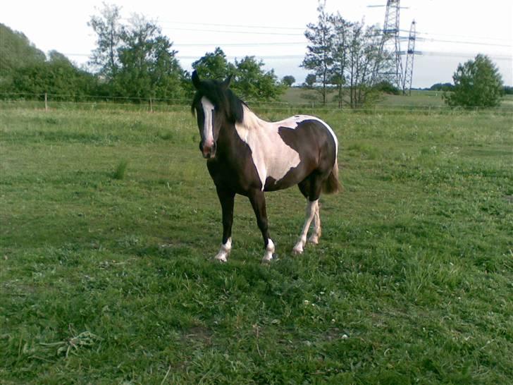 Anden særlig race Jessie *Solgt* - Smukke Jessie <3  billede 12