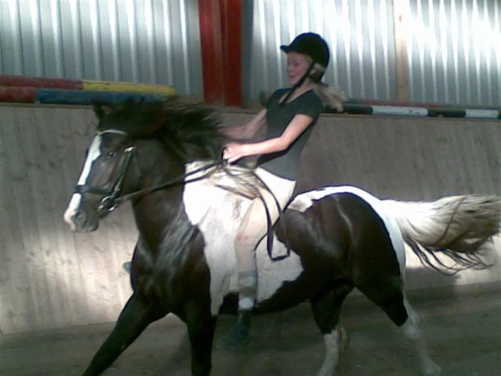 Anden særlig race Jessie *Solgt* - Fuld fart !! Galop uden sadel  !!  billede 13