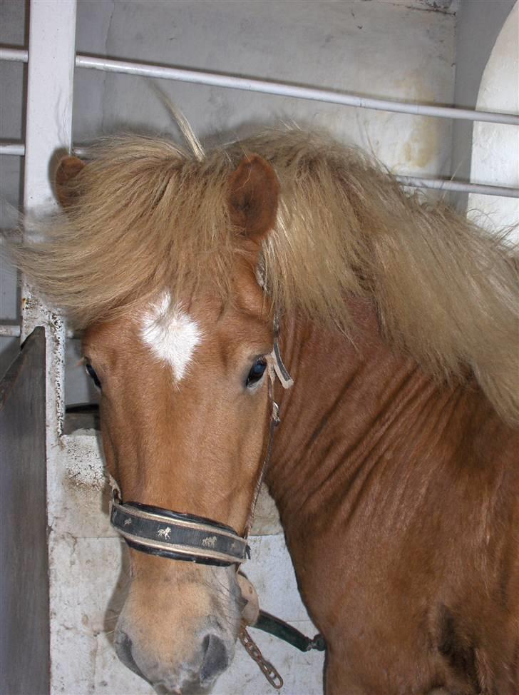 Islænder klarlar fra lipo billede 3