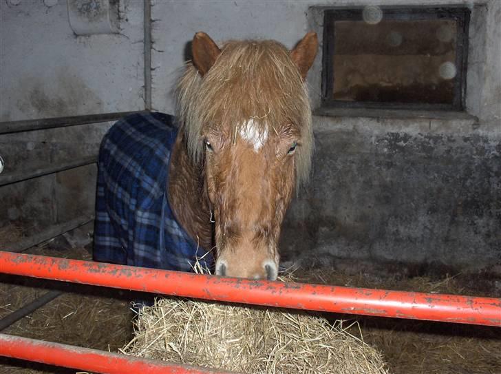 Islænder klarlar fra lipo billede 4