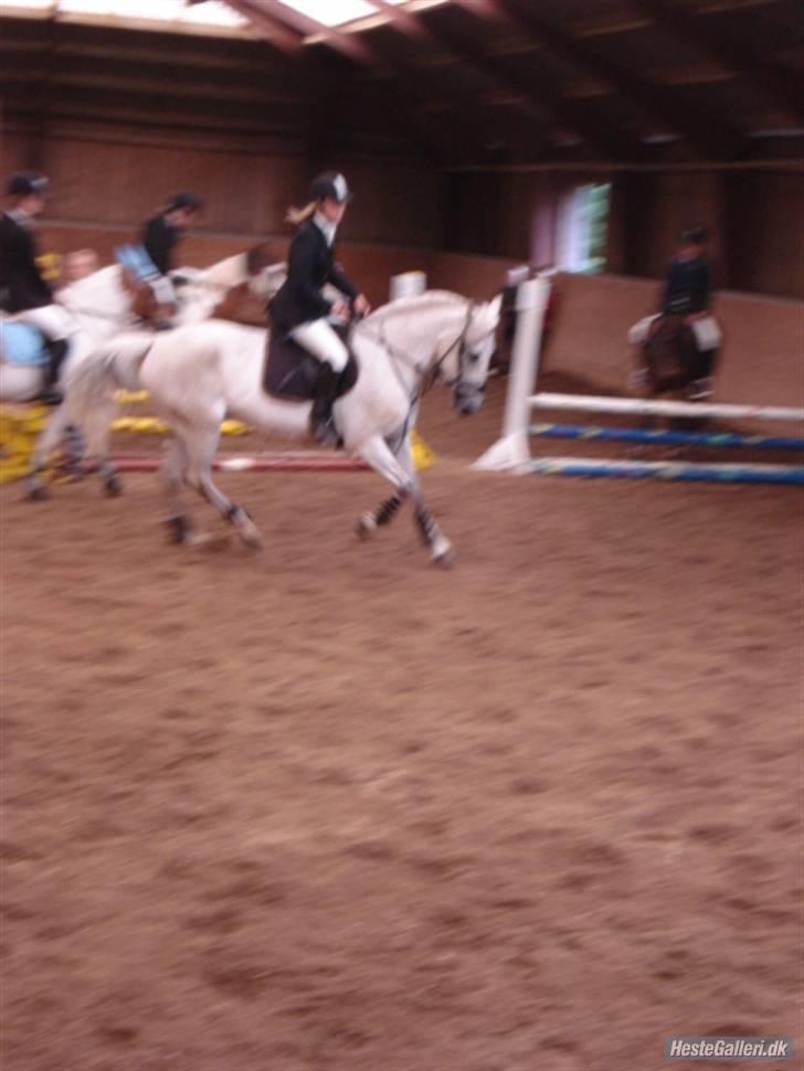 Anden særlig race Paula (Red) - smukke <3 æresrunde ;) billede 9