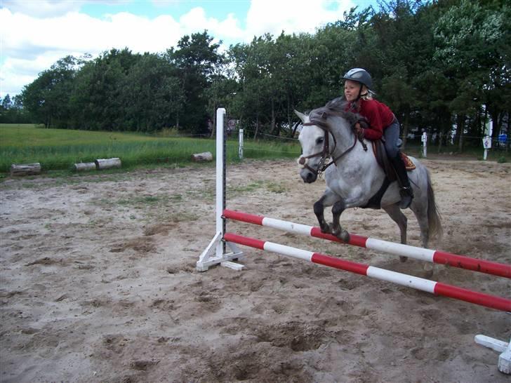 Welsh Pony (sec B) mikado - hejsa Velkommen Til mikados Profil!  billede 1