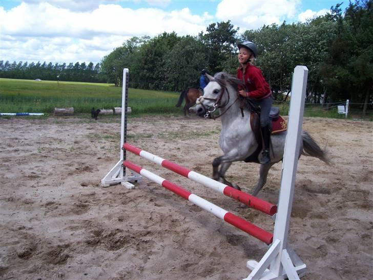 Welsh Pony (sec B) mikado - sprinder han ikke godt <3 <3 <3  billede 2