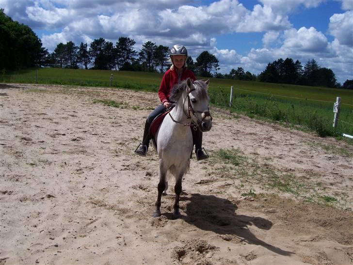 Welsh Pony (sec B) mikado - her rider vi er vi ikke bare gode  billede 4