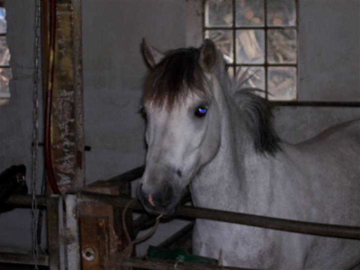 Welsh Pony (sec B) mikado - hvor er han sød  billede 6