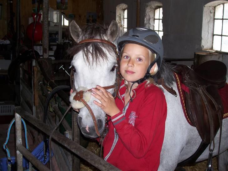 Welsh Pony (sec B) mikado - hejsa  billede 8