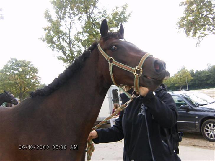 Fuldblod (XX) Lord De Luxe  *Passer* - farvel ;D  billede 20