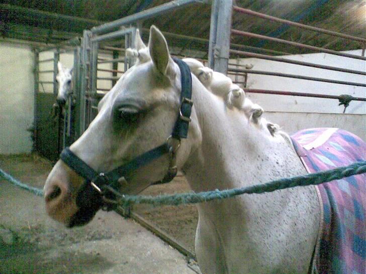 Welsh Mountain (sec A) Bella billede 3