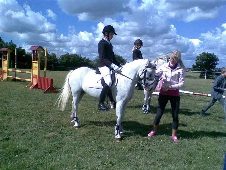 Welsh Mountain (sec A) Bella billede 4