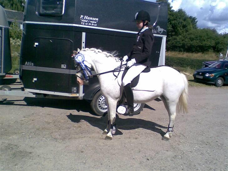 Welsh Mountain (sec A) Bella billede 5