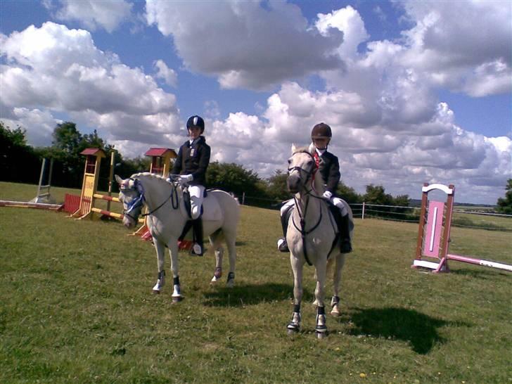 Welsh Mountain (sec A) Bella billede 6