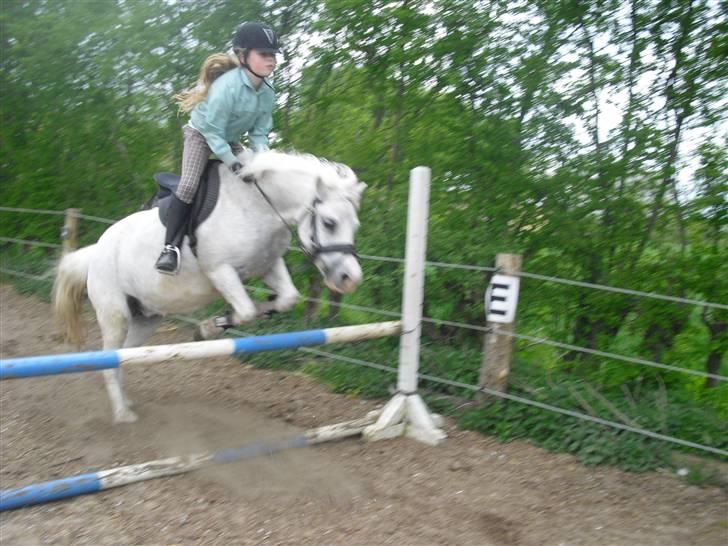 Welsh Mountain (sec A) Bella billede 7