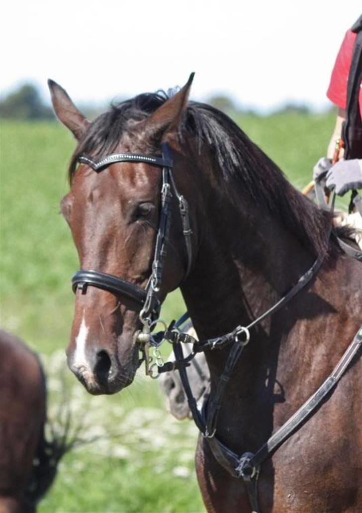 Anden særlig race Silke /Bianca gammel part - Til jagtridning billede 1