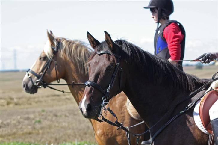 Anden særlig race Silke /Bianca gammel part - til jagtridning billede 4