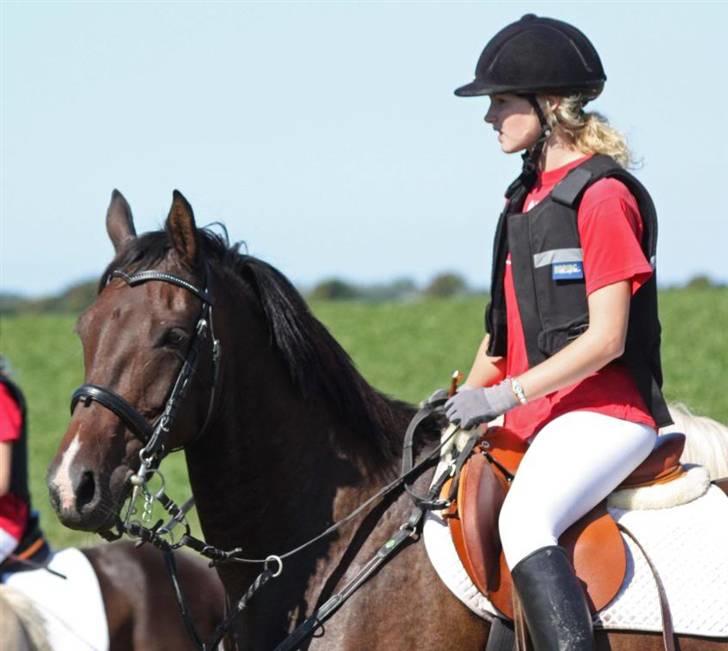 Anden særlig race Silke /Bianca gammel part - til jagtridning billede 6