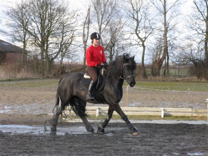 Barockpinto Frk. Friis SOLGT /: - Påbegyndt øning. Foto:Mor billede 15