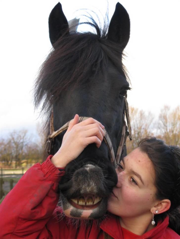 Barockpinto Frk. Friis SOLGT /: - Bedste kys ever <3 Elsker den hest. Foto: Mor billede 16